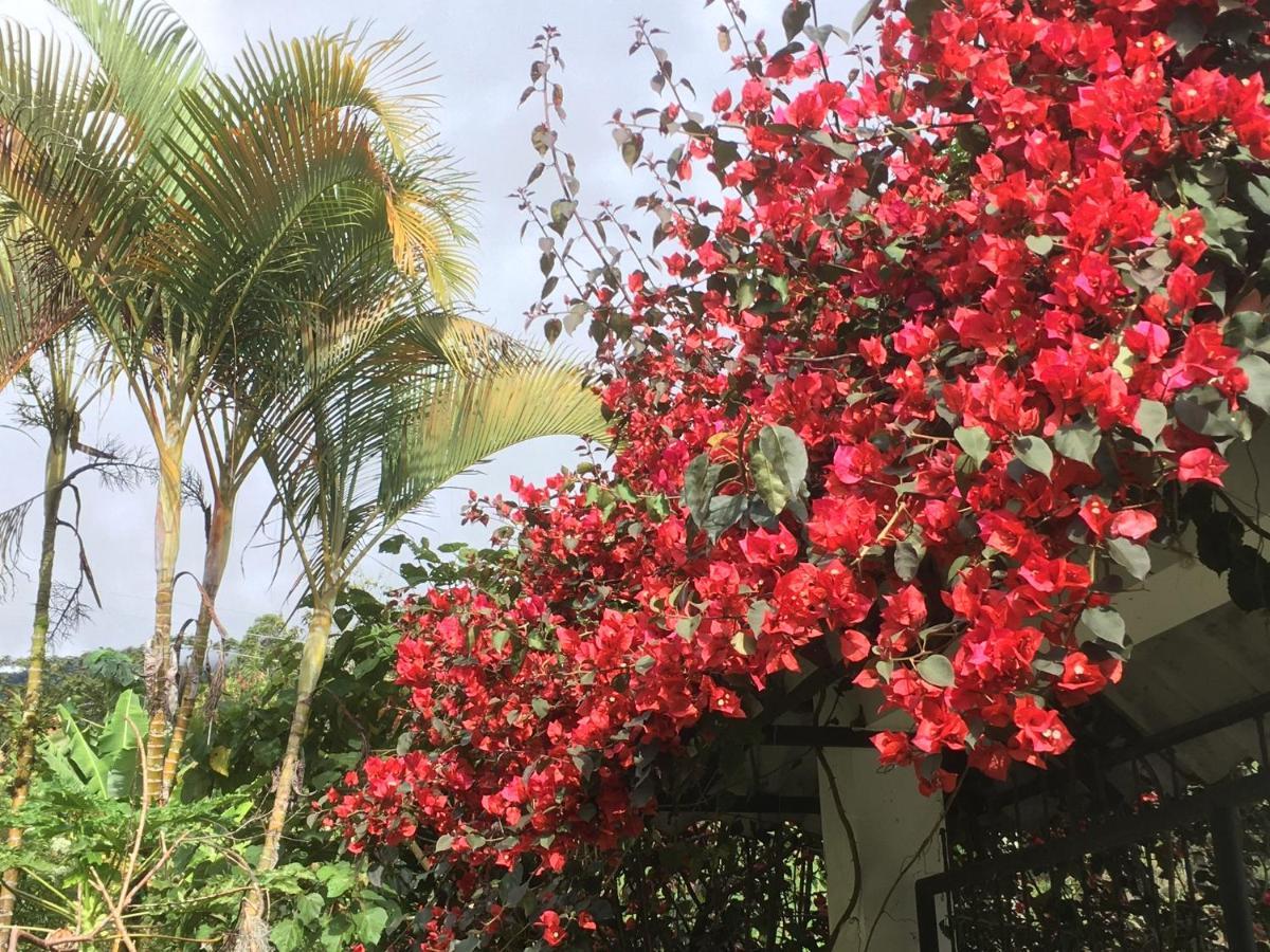 Finca Flora Del Rio, Habitacion Las Orquideas Pijao Екстер'єр фото